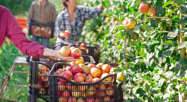 Plantação de maçãs