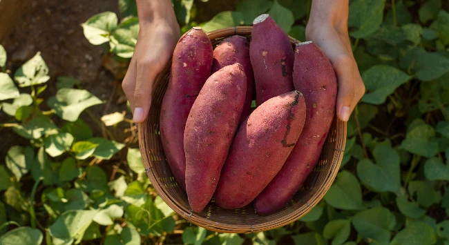 Batatas doce in natura em um cesto de palha.