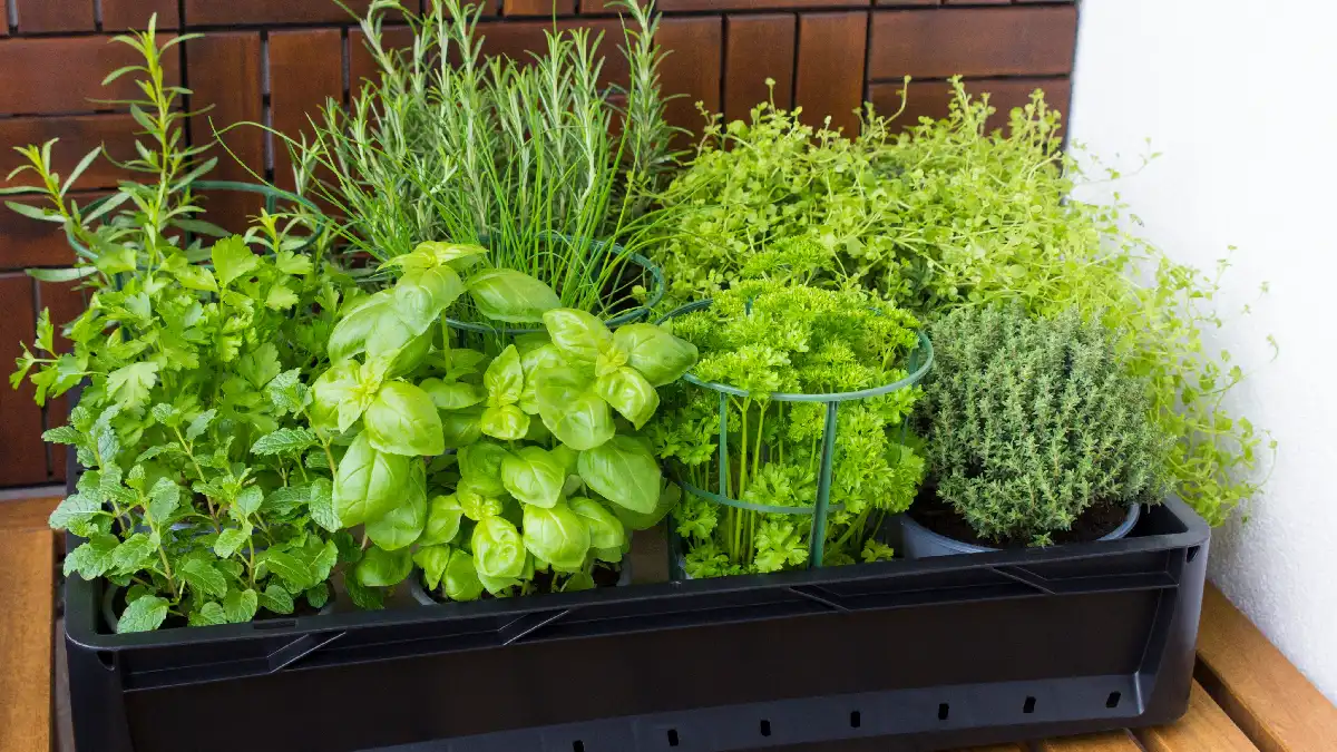 4 truques para conservar ervas frescas na geladeira