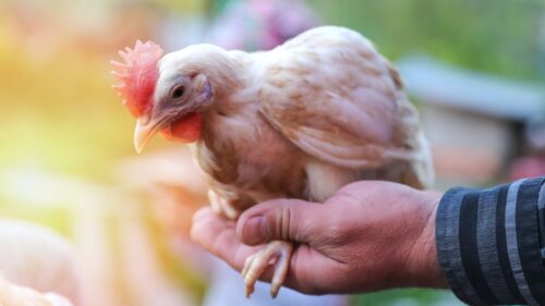 Frango caipira e frango da granja: quais as diferenças de produção e sabor?