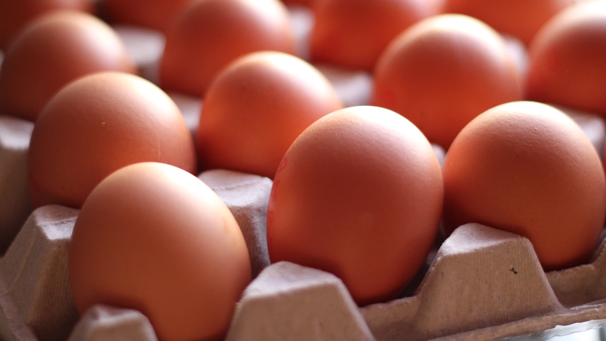 Você lava o ovo antes de guardar? Descubra o que dizem os especialistas